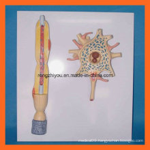 Advanced Human Nerve Magnified Model